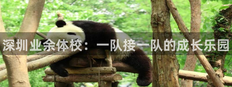 MK体育官方正版app集团官网网址:深圳业余体校:一队接一队